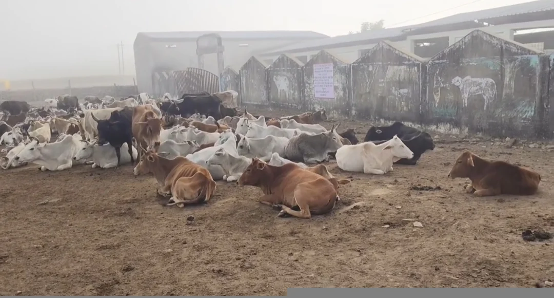 सिहोलिया मे गायों की स्थित है ख़राब, सरपंच नहीं दे रहे ध्यान